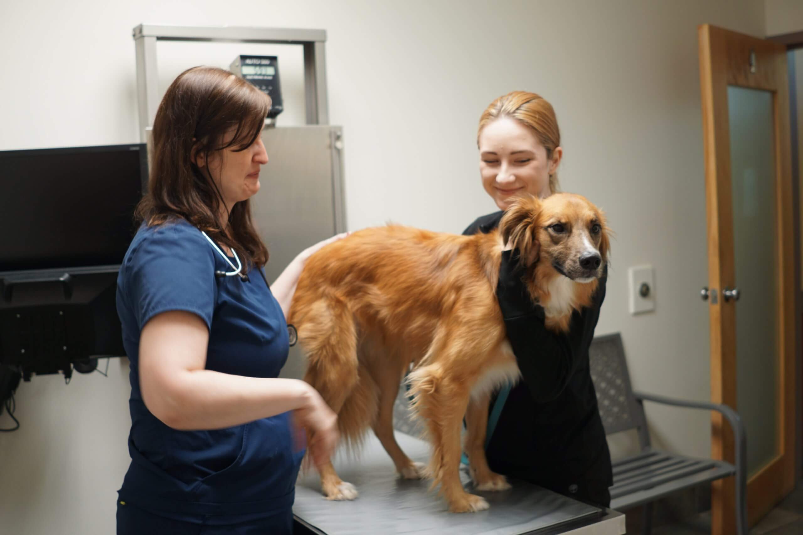 Emergency - Rockford Road Animal Hospital