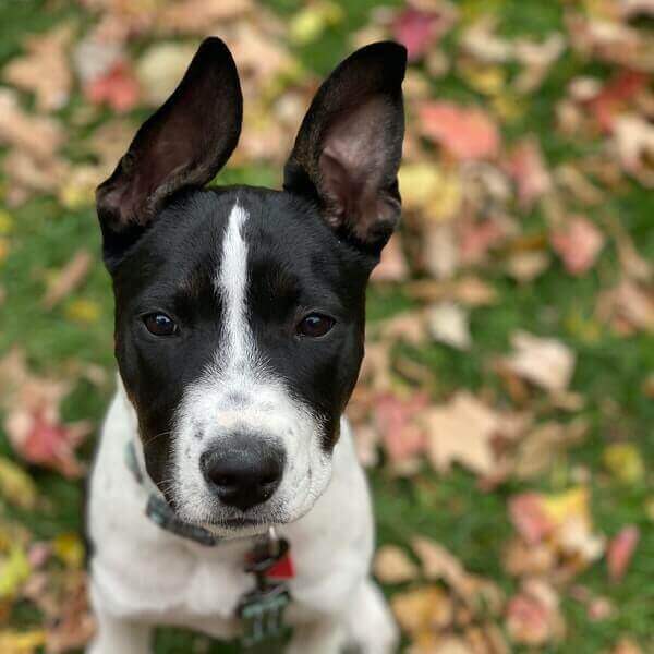 Pepper-1